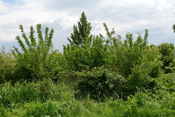 Beautiful natural landscape with vegetation in May. Spring landscape. Natural background.