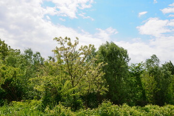 Obraz premium Beautiful natural landscape with vegetation in May. Spring landscape. Natural background.