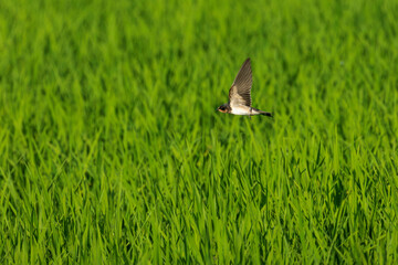 高速で飛ぶツバメ