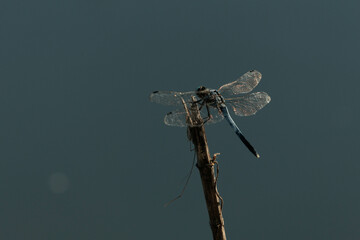 夕日に羽が光る枝に止まるトンボ © Gottchin Nao