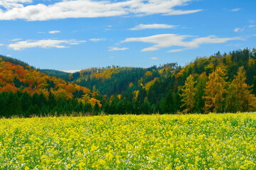 Obraz premium Aerial view of hilly farmland along forest