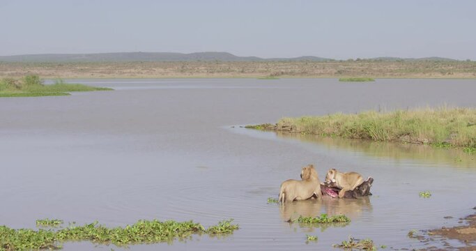 Extreme wide shot of two Lions (Panthera Leo) scanning suroundings while feeding on a bufallo (Syncerus caffer) during the morning in Kenya