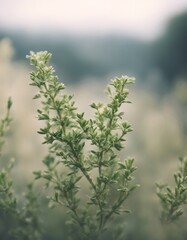 Fototapeta premium eating element treebranch culture botany drawing design background branches art thyme condiment