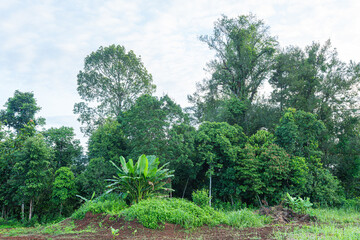 Serenity of Trees in Nature's Park