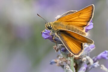 butterfly Thymelicus indet on blue flower