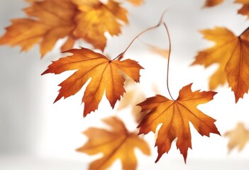 resolution set background colours botany brown card leaves white closeup birch bright autumn collection high