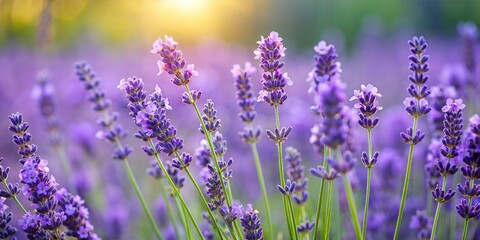 Naklejka premium Serene Lavender Field in Bloom with Golden Sunlight