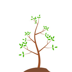 Obraz premium Growth Plant Tree Illustrations