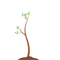 Growth Plant Tree Illustrations