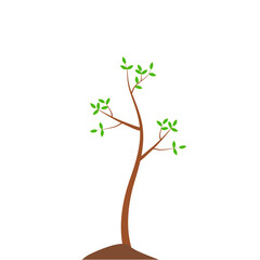 Growth Plant Tree Illustrations