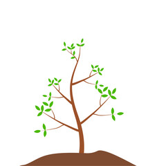 Growth Plant Tree Illustrations