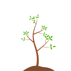 Growth Plant Tree Illustrations