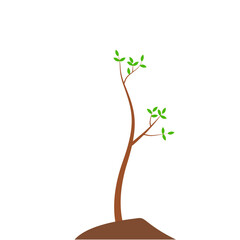 Growth Plant Tree Illustrations