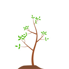 Growth Plant Tree Illustrations