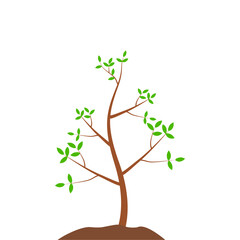 Growth Plant Tree Illustrations