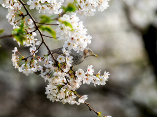 桜とヒヨドリ