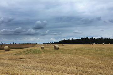 Fototapeta premium hay rolls in a field in rural area. 