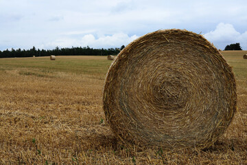 hay rolls in a field in rural area.