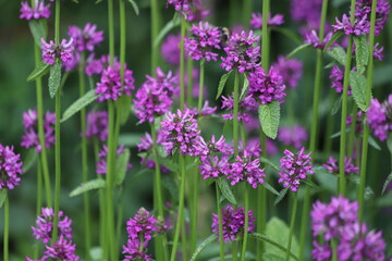 Close up of stachys officinalis, Betonica officinalis foliage.