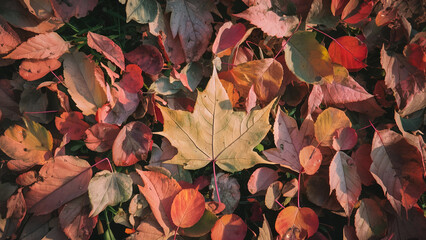 Different autumn leaves lie on the ground, maple, oak, dry ifferent autumn leaves lie on the ground