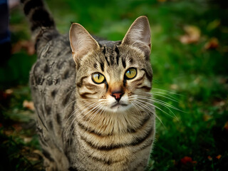 A fluffy gray tabby cat walks along the green grass. Raised his tail with sly eyes