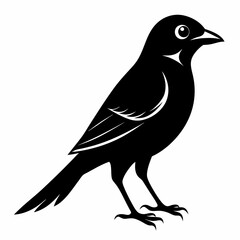 Shrike black silhouette