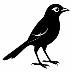 Shrike black silhouette