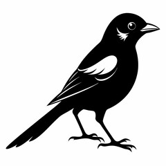 Shrike black silhouette