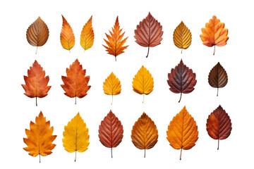 Autumn Spectrum: A Collection of Colorful Leaves. Vibrant assortment of fall leaves in varying shades, isolated on white  and transparent background.