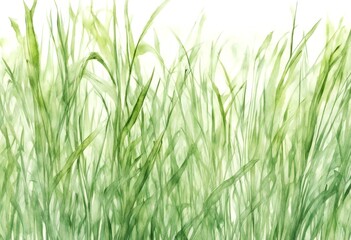 Obraz premium herb grass olated bio pattern withered seamlesspattern background watercolor green white drawn border banner hand frame spring eco field horizontal abstract