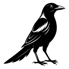 Magpie silhouette black