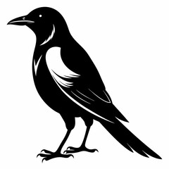 Magpie silhouette black