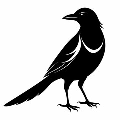 Magpie silhouette black