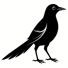 Obraz premium Magpie silhouette black