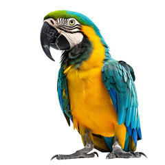 Fototapeta premium Majestic parrot in full body, isolated transparent background