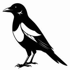 Magpie silhouette black