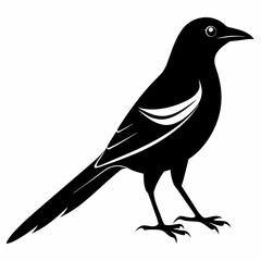 Obraz premium Magpie silhouette black