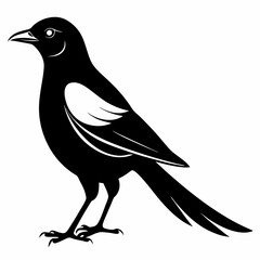 Magpie silhouette black
