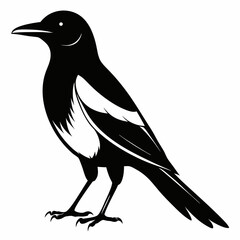 Magpie silhouette black