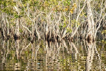 Flooded paper bark tree is flooded.