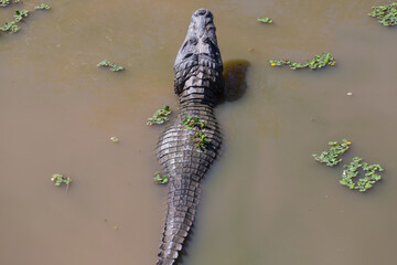 Alligator in Brazil