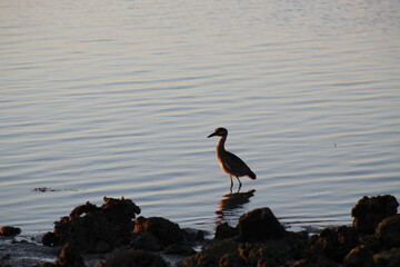 bird on the beach