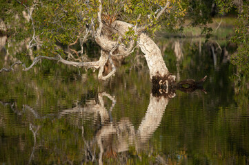 Flooded paper bark tree is flooded.