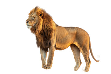 Obraz premium Majestic lions stand tall and proud on the savannah. with the sun setting behind the horizon Isolated on white background.