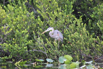 heron in the swamp