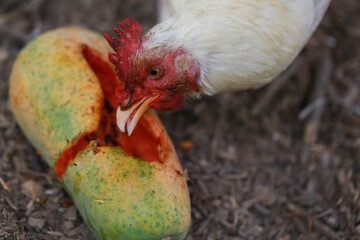 Chicken eating papaya and food in local farm
