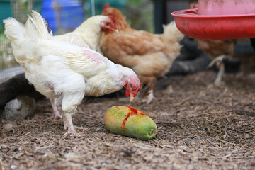Chicken eating papaya and food in local farm
