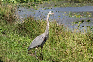 great blue heron