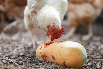 Chicken eating papaya and food in local farm