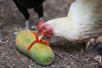 Chicken eating papaya and food in local farm